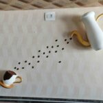 WhatsApp Image 2026-01-27 at 1.21.09 PM (1)_27_11zon